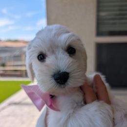 Snowflake - White female Miniature Schnauzer puppy in Waddell, Arizona from West Valley Schnauzers & Dachshunds