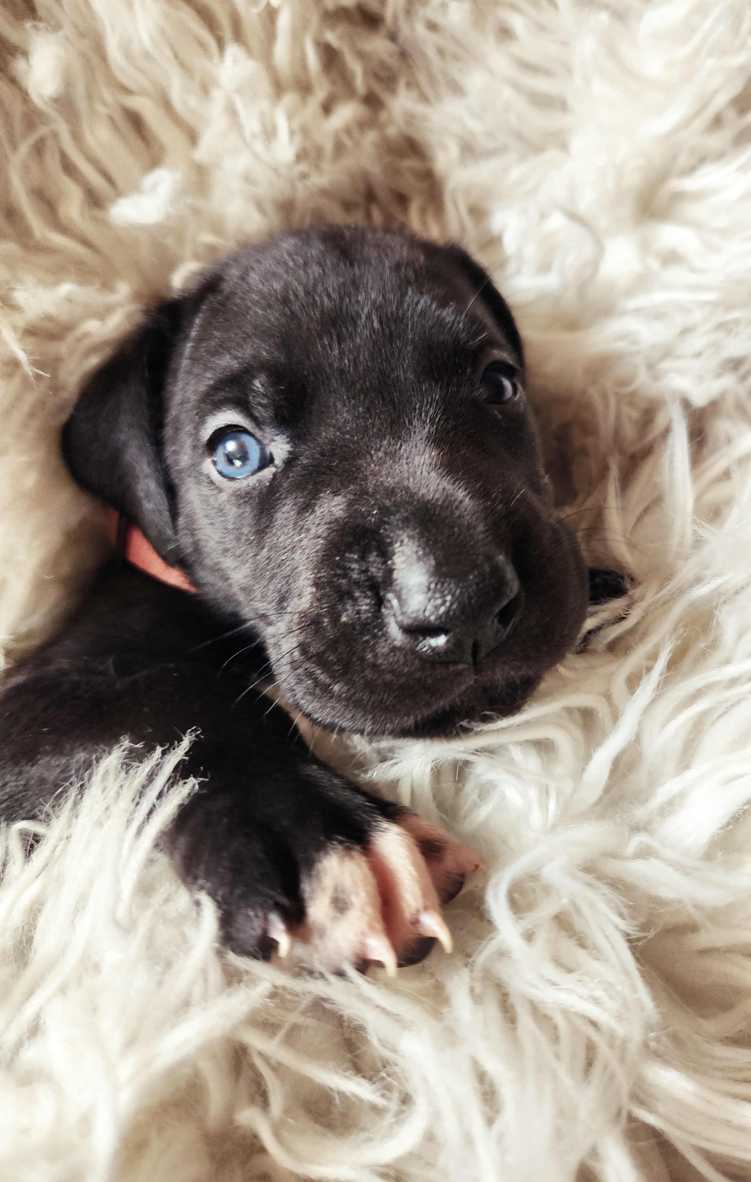 Paisley - Black and white Great Dane puppy in California from Bolo K9 Kennels