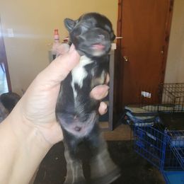 Pup 2 - Black and white male Havanese puppy in Cuba, Missouri from Bouncy Bubbly Havanese