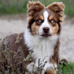Miniature Australian Shepherds from Rustic Original Aussies