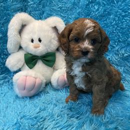Buddy - Red male Cavapoo puppy in Taft, Tennessee from Knight Pups