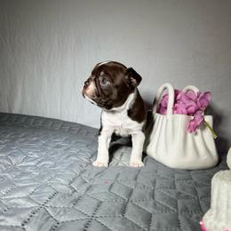 Cher - Seal and white female Boston Terrier puppy in London, Kentucky from Puppy Love
