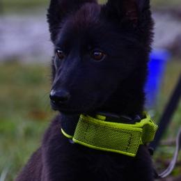 Hash brown - Black female German Shepherd puppy in Clarkrange, Tennessee from Vom Wolff