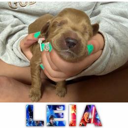 LEIA - Red  female Goldendoodle puppy in Minneapolis, Minnesota from The Golden Roo