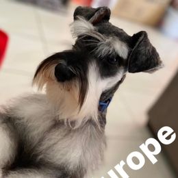 Europe - Miniature Schnauzer