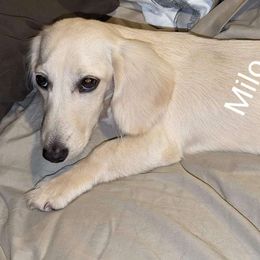 Milow - Dachshund