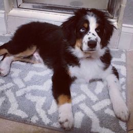 Miniature American Shepherd Puppies from Fruition Farms