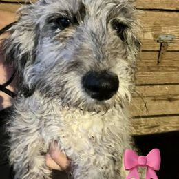 Adele - Blue merle Aussiedoodle puppy in Four Oaks, North Carolina from RoseWest Farms