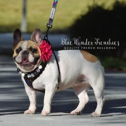Benson - French Bulldog
