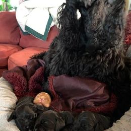 Cocker Spaniels from Starlight's American Cockers