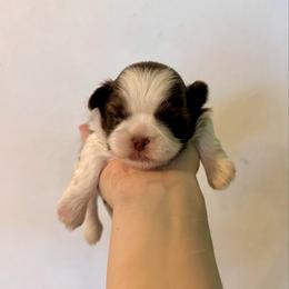 Will - Liver and white male Shih Tzu puppy in Stroud, Oklahoma from Laik’s Little Shihtz & Poms