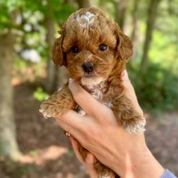 Jolene - Red  female Goldendoodle puppy in Kenansville, North Carolina from J+A Family Doodles