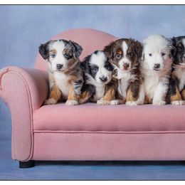 Miniature Australian Shepherd Puppies from Royal Aussies of Virginia
