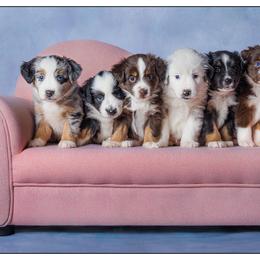 Miniature Australian Shepherd Puppies from Royal Aussies of Virginia