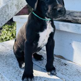 Green Dalmador Male - White and black male Dalmatian puppy in Westhoff, Texas from Smart Dalmatians
