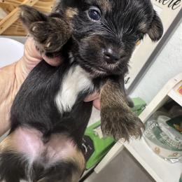 Andrew - Black and tan male Yorkshire Terrier puppy in Lampasas, Texas from Lone Star Yorkies Texas