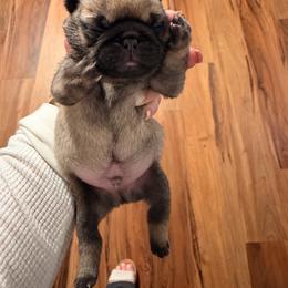 Dutton - Fawn male Pug puppy in Smiths Station, Alabama from Magnolia Pugs
