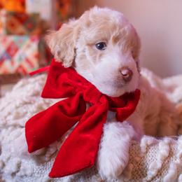 Carlisle - male Aussiedoodle puppy in Redding, California from Farmstead Doodles