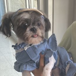 Mia - Shih Tzu