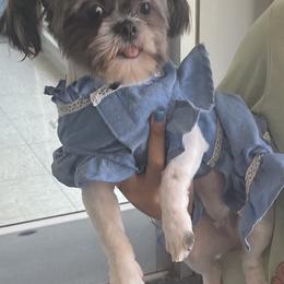 Mia - Shih Tzu
