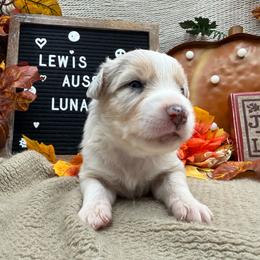 Luna - Blue merle female Australian Shepherd puppy in Purcell, Oklahoma from Lewis Aussie’s & Corgi’s