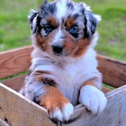 Australian Shepherd and Great Pyrenees Puppies from Naches Heights Ranch
