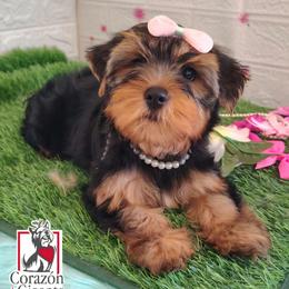 Chani - Black and gold female Yorkshire Terrier puppy in California from Corazon de gigante