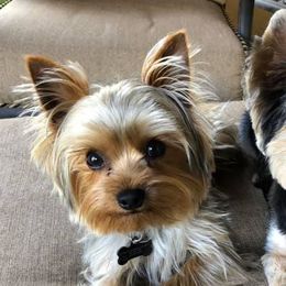 Yorkshire Terriers from Dappers and Divas Yorkies