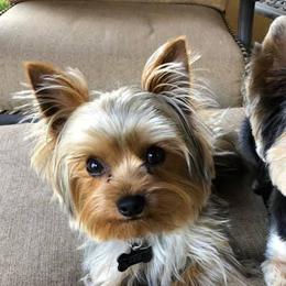 Yorkshire Terriers from Dappers and Divas Yorkies