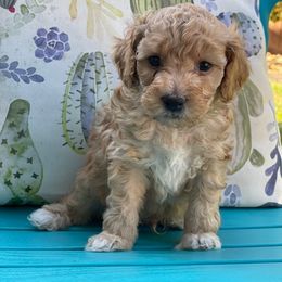 Maltipoo Puppies from Piper N Penny