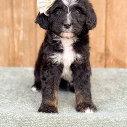 Caddie- Girl 1 - Tri-color female Bernedoodle puppy in Bellville, Ohio from Bernedoodle Buddies