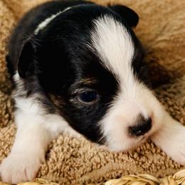 Blk Tri boy - Black tri male Toy Australian Shepherd puppy in Oklahoma City, Oklahoma from Faith River Aussies