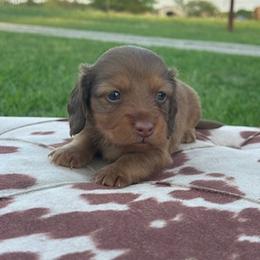 Lulu - Red female Dachshund puppy in Oklahoma from Rockin’ S Kennel