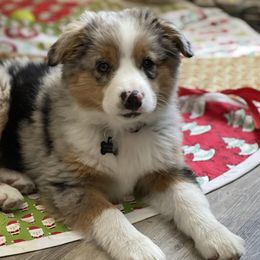 Aussiedoodle and Labradoodle Puppies from McDoodles of Texas