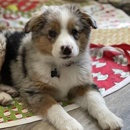 Aussiedoodle and Labradoodle Puppies from McDoodles of Texas