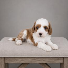 John - Red  male Goldendoodle puppy in Floyd, Virginia from Hearts and Paws Poodles and Doodles