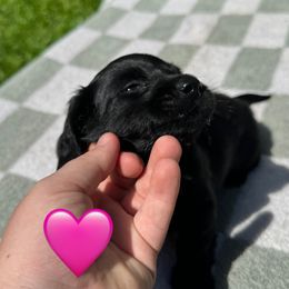 Dachshund Puppies from Rock Bottom Farms