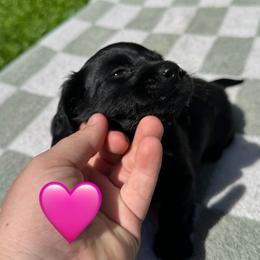 Dachshund Puppies from Rock Bottom Farms