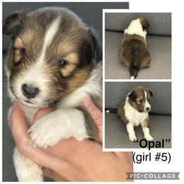 Opal - Sable and white female Shetland Sheepdog puppy in Aumsville, Oregon from Porter Creek Kennels