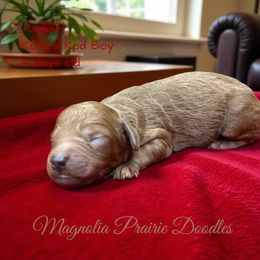 Rudolf - Red male Cavapoo puppy in Lavon, Texas from Magnolia Prairie Doodles