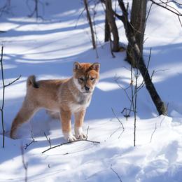 Red Collar - Red sesame female Shikoku Ken puppy in Pennsylvania from Aoiyama Sou Shikoku Kennel