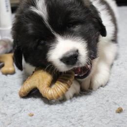 Pyrenean Mastiff Puppies from Estrella Polar Pyrenean Mastiffs