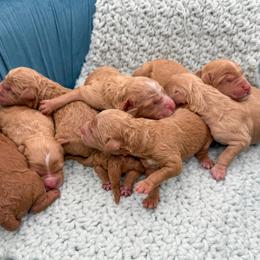 Stormy - Apricot female Goldendoodle puppy in Sunman, Indiana from Brunsman Country Doodles LLC