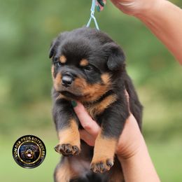 Light blue ribbon - Black and mahogany male Rottweiler puppy in Kittanning, Pennsylvania from Steel City's Von Der Preis Rottweilers
