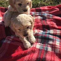 Cocker Spaniel Puppies from Sweet Cockers