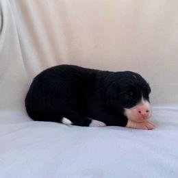 Black Male III - Black and white male Border Collie puppy in Okeechobee, Florida from Cowtown Corgis & Border Collies
