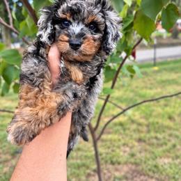 Cavapoo puppies from Doodles of Central Texas