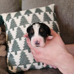 Juliet - Black rust and white female Bernese Mountain Dog puppy in Inman, South Carolina from Shadow Acres