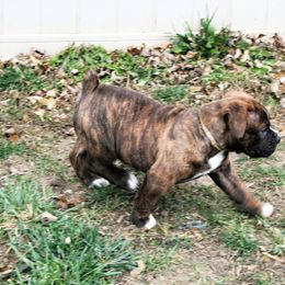 Olde English Bulldogge Puppies from ABK BULLDOGGES