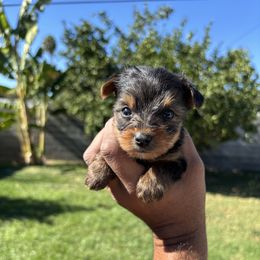 Male 1 - Blue and gold male Yorkshire Terrier puppy in Pomona, California from Carbajal Yorkshire Terriers
